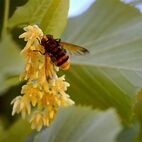 Biene beim Saugen an einer Blüte für unseren Honig